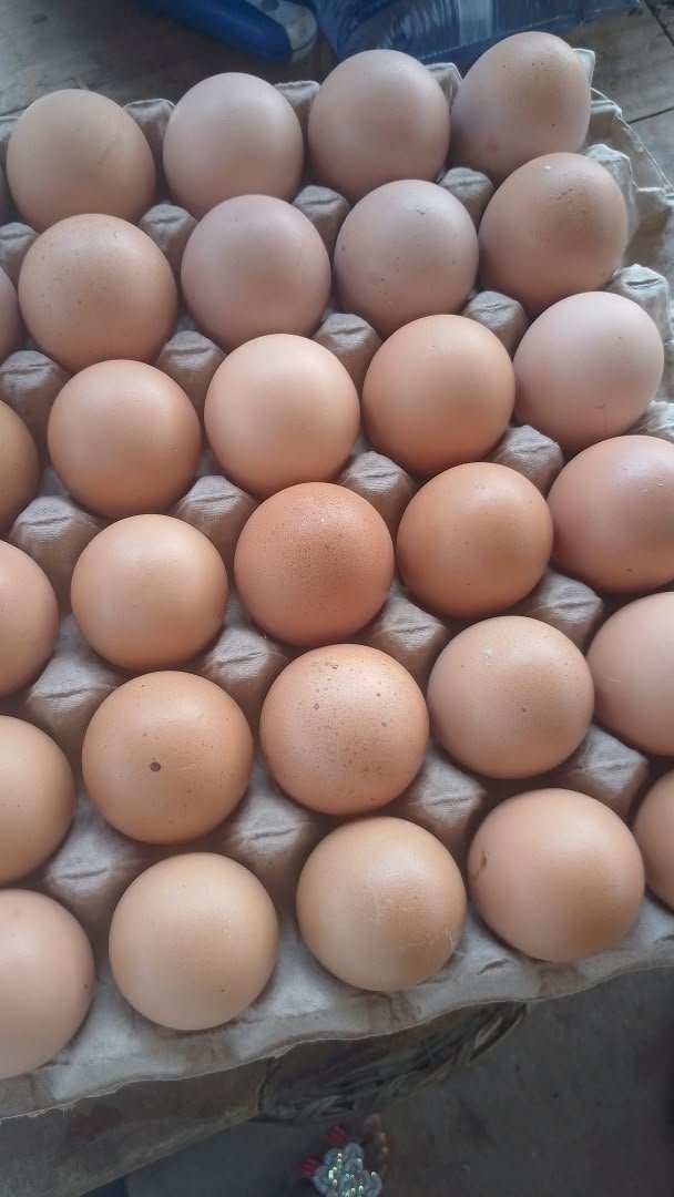 Oeufs de pintade plateau