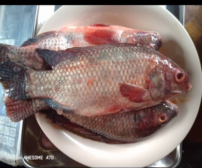Poisson frais
