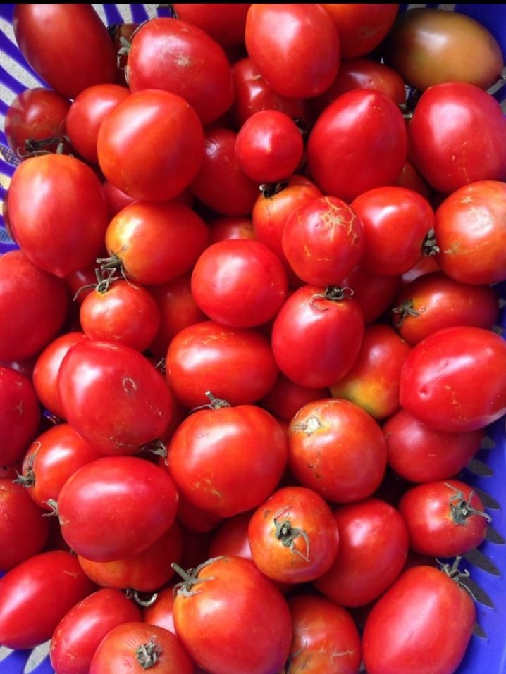 Tomates