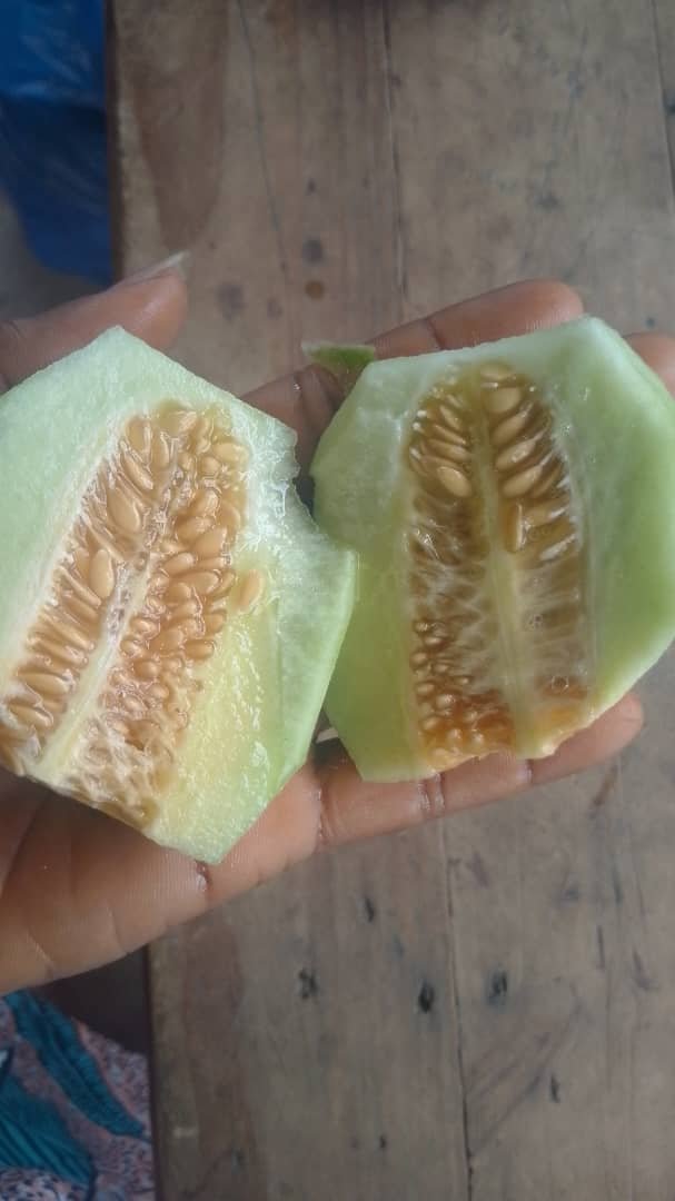 Melon